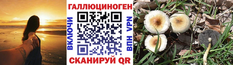 Галлюциногенные грибы Psilocybe Белоусово